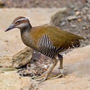 Guam Rail