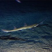 Sawshark