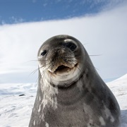 Weddell Seal