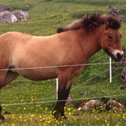 Faroe Pony