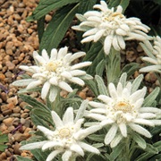 Edelweiss