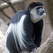 Black-And-White Colobus Monkey