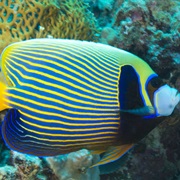 Emperor Angelfish