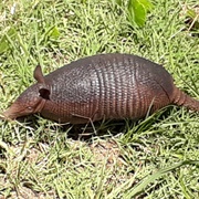 Seven-Banded Armadillo