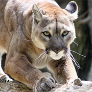 Mountain Lions