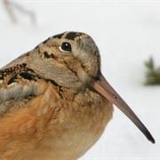 Woodcock