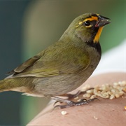 Yellow-Faced Grassquit