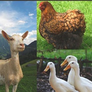 Raise Farm Animals