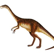 Anchisaurus