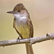 Dusky-Capped Flycatcher