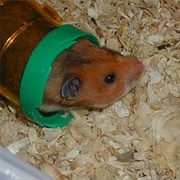 Azerbaijani Hamster