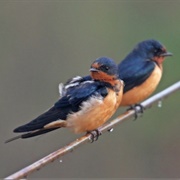 Barn Swallow (Hirundo Rustica)