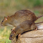 Wood Rat