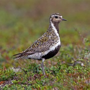 European Golden-Plover