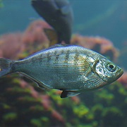 Walleye Surfperch (Aka: Walleye Surf Fish, China Pompano)