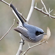 Masked Gnatcatcher (Polioptila Dumicola)