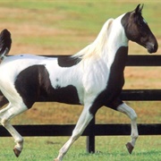 American Saddlebred