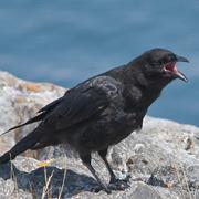 Northwestern Crow