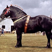 Percheron