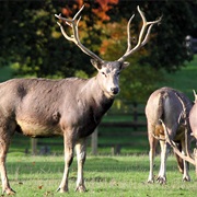 Pere David&#39;s Deer