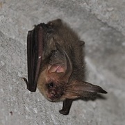 Brown Long-Eared Bat