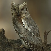 Arabian Scops-Owl (Otus Pamelae)