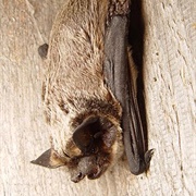 Parti-Coloured Bat