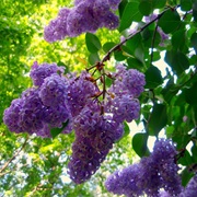 Lilac in Front of My House