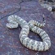 Speckled Rattlesnake