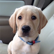 Yellow Lab