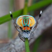 Peacock Spider