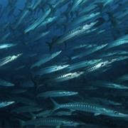 1. Barracuda Point, Sipadan Island, Malaysia