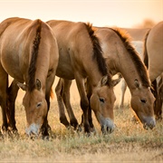 Mongolian Horse