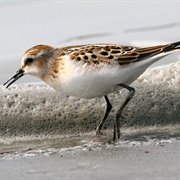 Little Stint