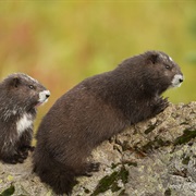 Vancouver Island Marmot