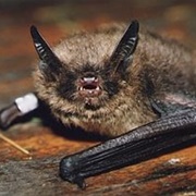 Brandt&#39;s Bat