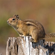 Cascade Ground Squirrel