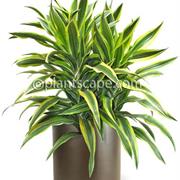 Cornstalk Dracaena