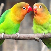 Lovebirds