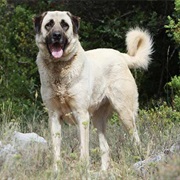 Anatolian Shepherd Dog