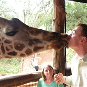 Kiss a Giraffe