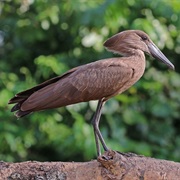 Hamerkop