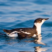 Marbled Murrelet