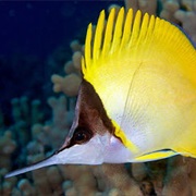 Longnose Butterflyfish