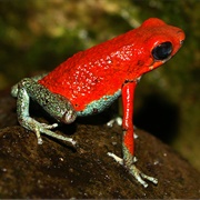 Ggranular Poison Frog