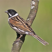 Reed Bunting