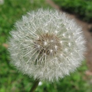 Dandelions