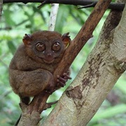 Watching Tarsiers on Bohol, Philippines