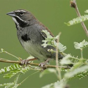 Five-Striped Sparrow