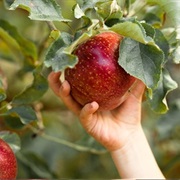 Reap Some Food Directly From a Tree